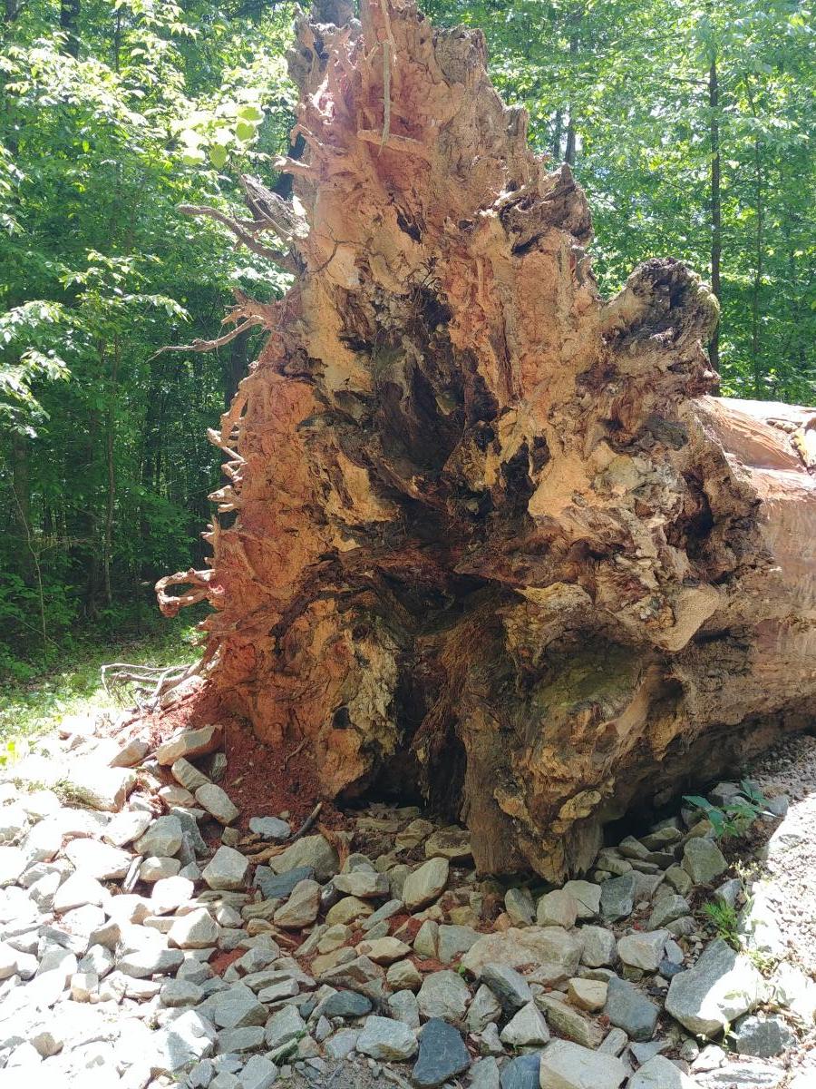 Can you imagine the root structure this giant tree had?