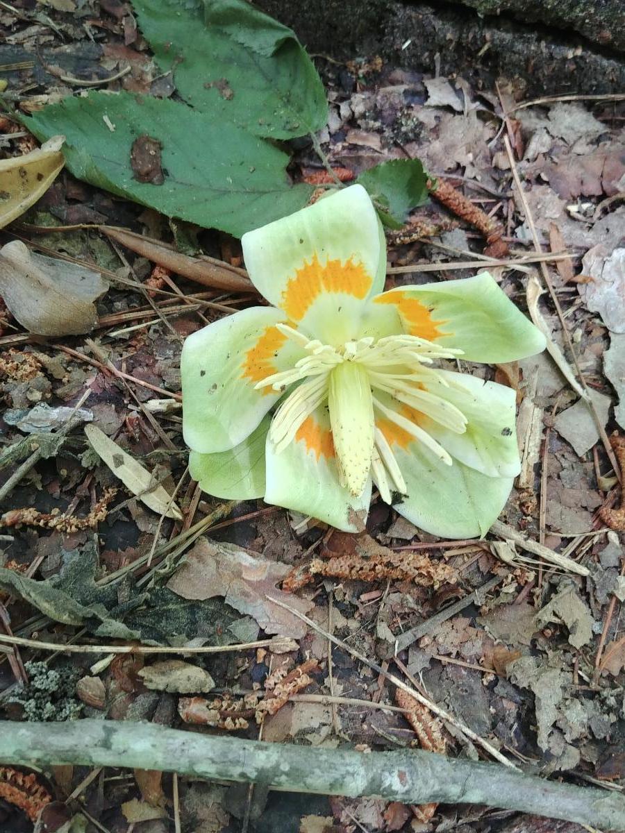 What kind of flower is this? We loved the bright orange on the petals!